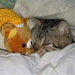 cat in bed with a teddy bear looking grumpy
